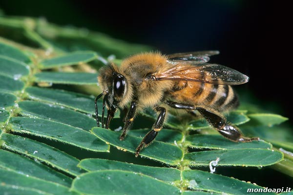 l'ape bottinatrice raccoglie la melata sull'acacia