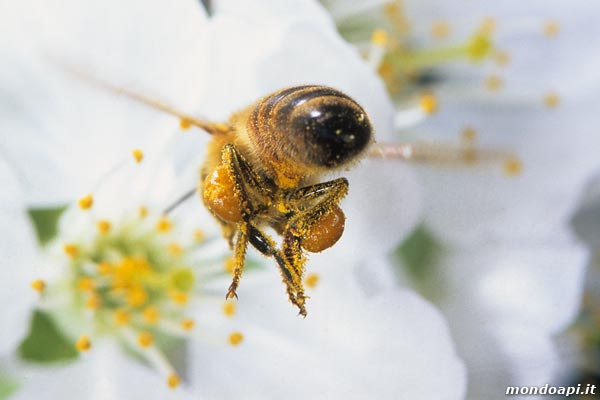 ape bottinatrice in volo (ciliegio)