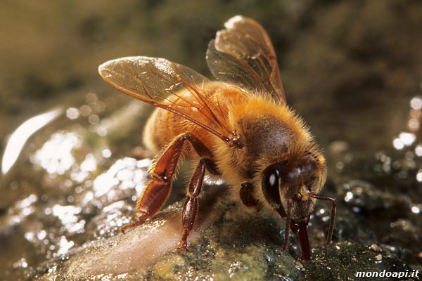 l'ape bottinatrice raccoglie l'acqua