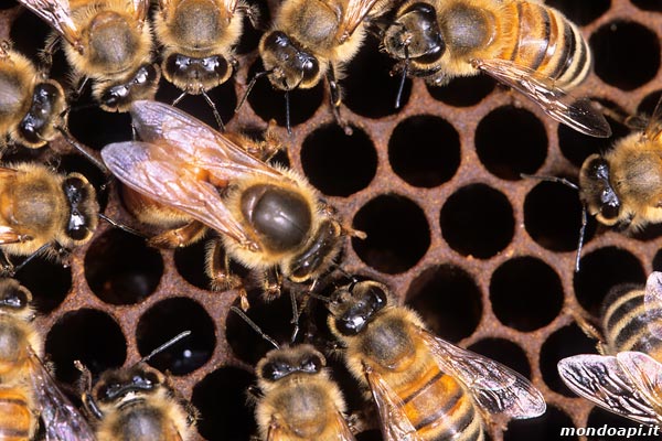 la regina depone l'uovo circondata dalle operaie