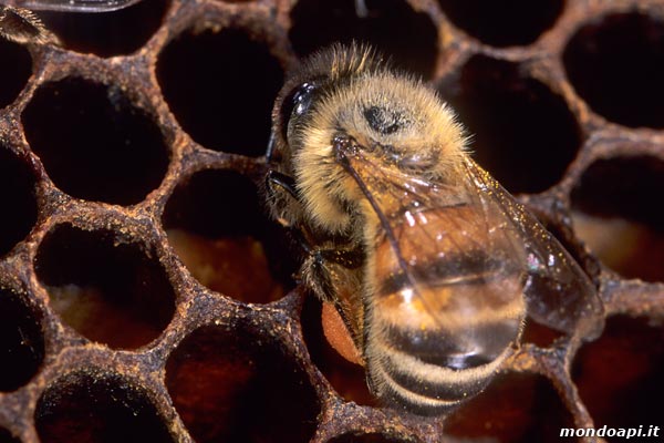 l'ape bottinatrice depone il polline nella celletta