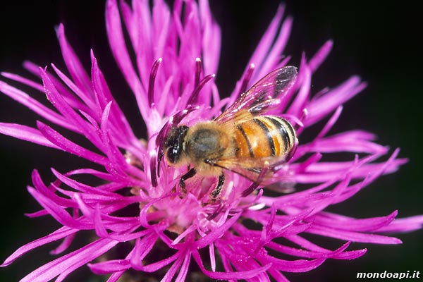 ape bottinatrice sulla Centaurea