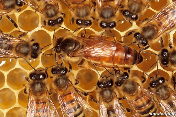 la regina circondata dalle sue ancelle