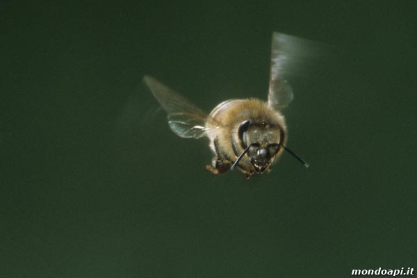 ape in volo
