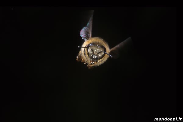 ape in volo