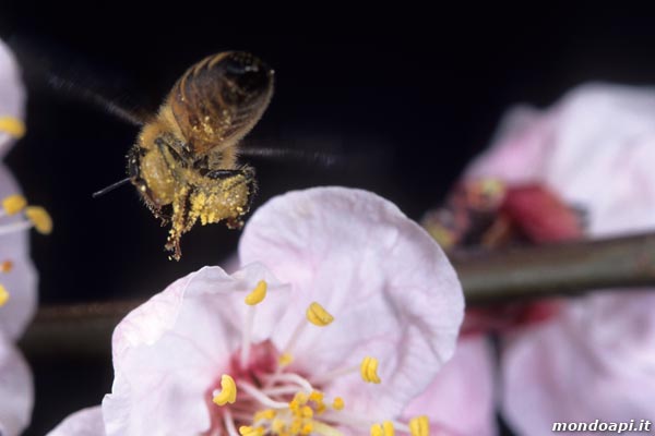 ape bottinatrice in volo