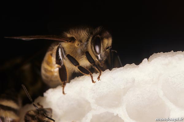 Ape ceraiola