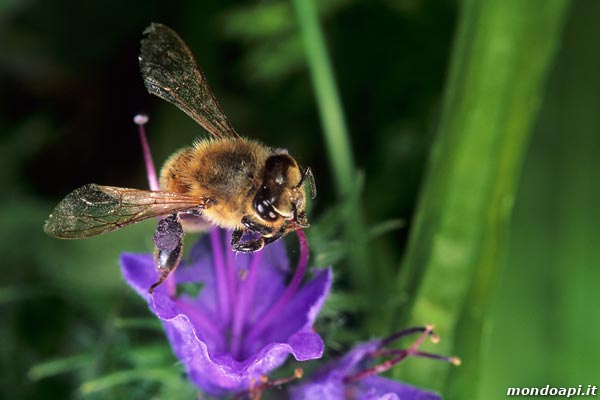 Bottinatrice sull'erba viperina