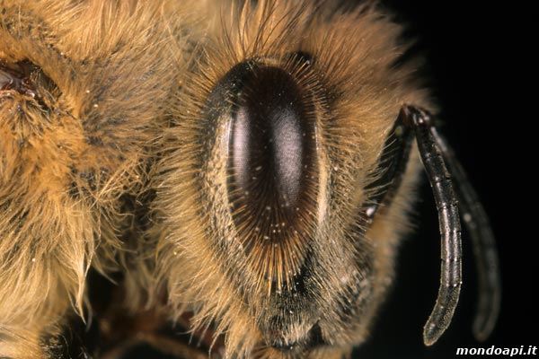 Particolare degli occhi