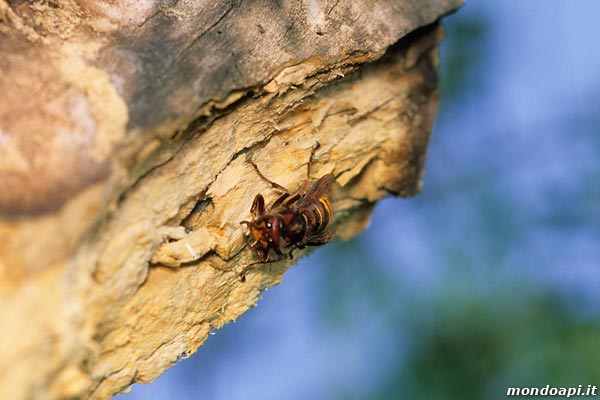 Vespa crabro: raccolta del materiale legnoso