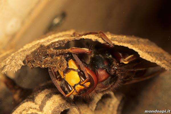Vespa crabro: costruzione del nido