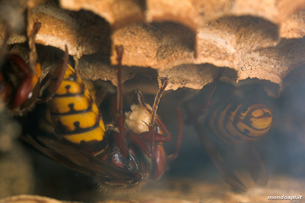 Vespa crabro: individui all'interno del nido