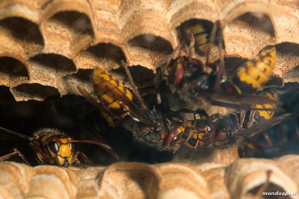 Vespa crabro: trofallassi tra due operaie
