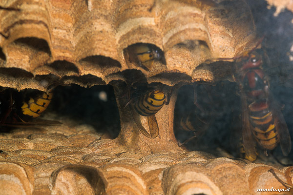 Vespa crabro: particolare del peduncolo che unisce i favi in orizzontale