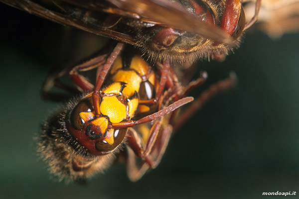 Vespa crabro: individui all'interno del nido