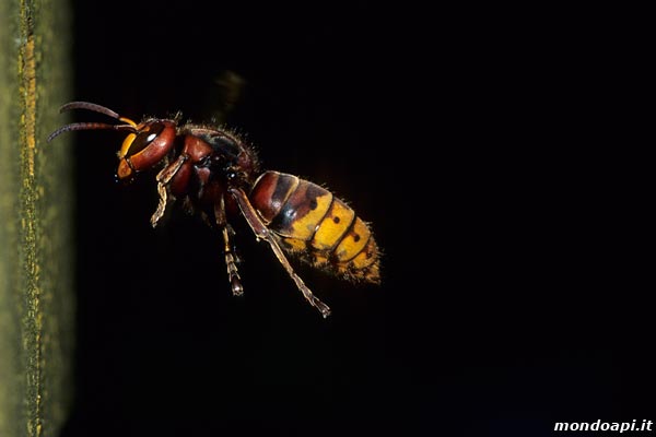 Vespa crabro: rientro al nido