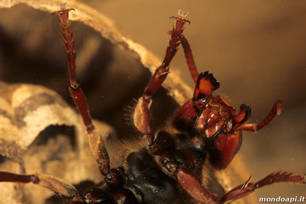 Vespa crabro: particolare delle mandibole