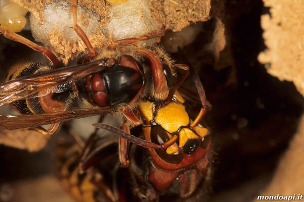 Vespa crabro: regina e operaia sul nido