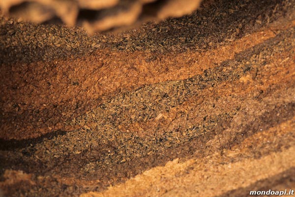 Vespa crabro: particolare della volta di copertura del nido