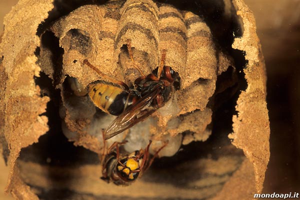 Vespa crabro: nido agli stadi iniziali