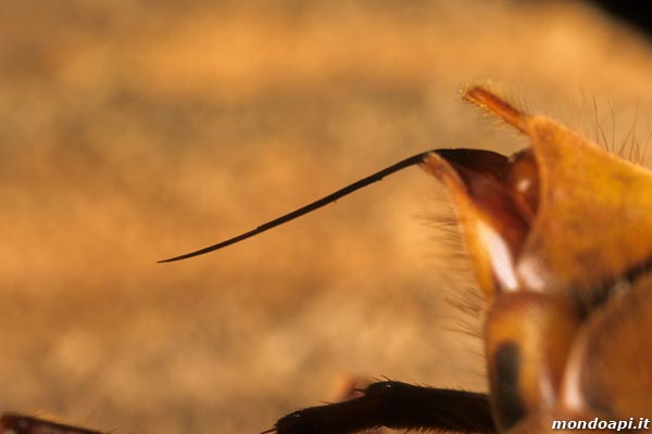 Vespa crabro: pungiglione della regina