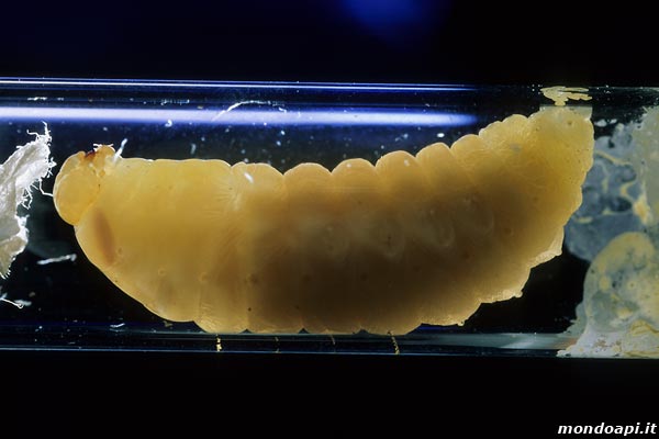 Vespa crabro: propupa in trasparenza