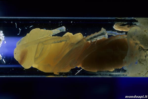 Vespa crabro: pupa in trasparenza