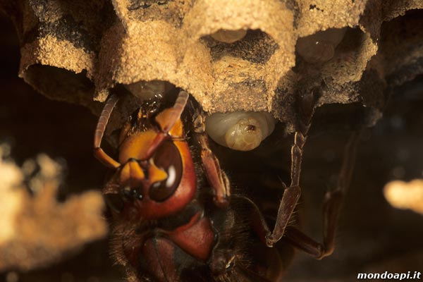 Vespa crabro: la regina nutre la larva