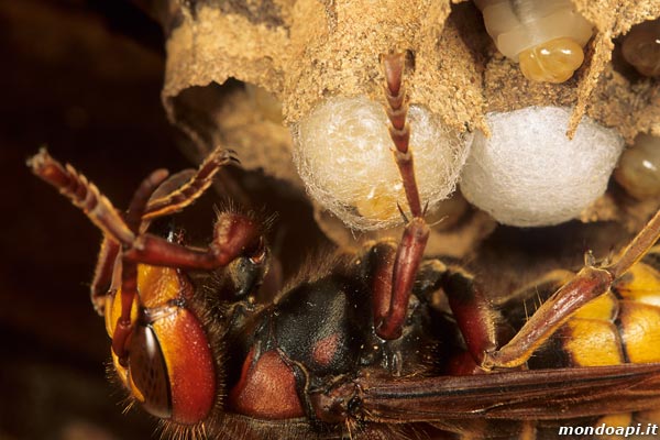 Vespa crabro: la larva fila il bozzolo