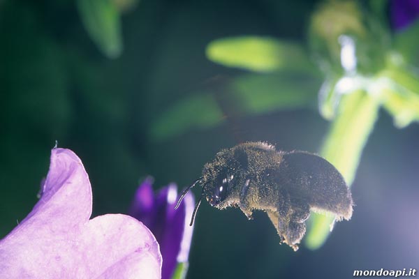 Xylocopa violacea in volo tra le campanule 