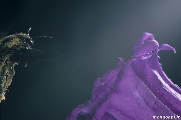 Xylocopa in volo tra le campanule
