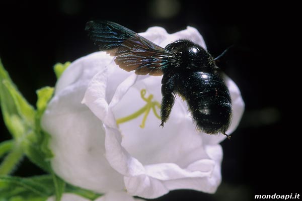 Xylocopa in volo tra le campanule