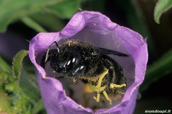 Xylocopa e campanule