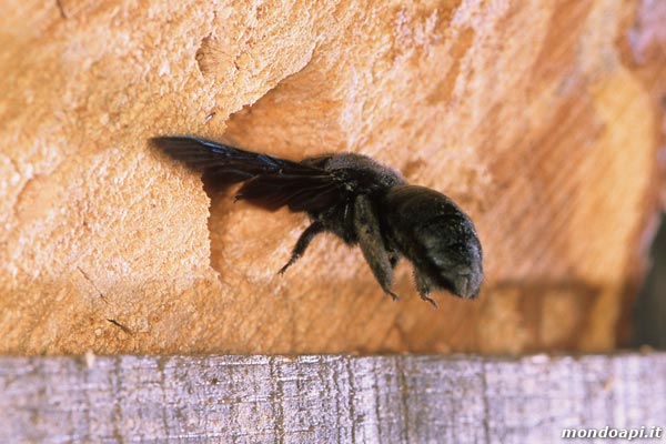 Xylocopa rientra al nido