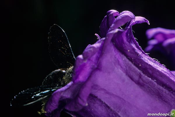 Xylocopa e campanule