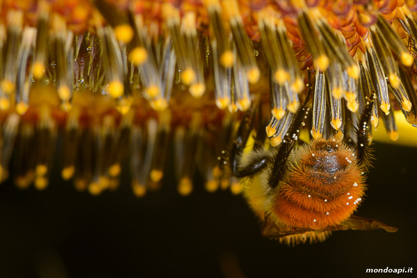 Bombo su fiore di girasole