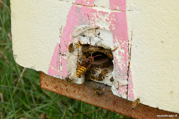 Vespa crabro a caccia di api all'ingresso di un alveare