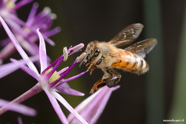L'ape bottinatrice in volo sul fiore dell'aglio ornamentale 