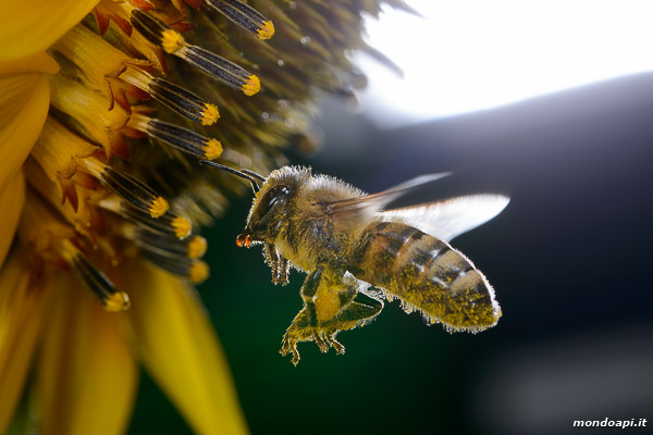 Bottinatrice su fiore di girasole
