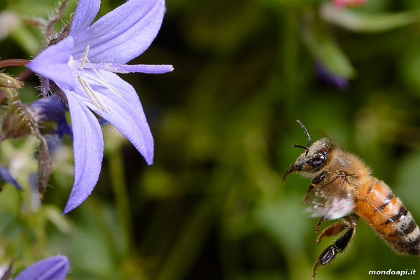 Bottinatrice su campanula