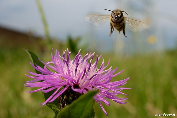 Bottinatrice in volo verso il fiore di centaurea