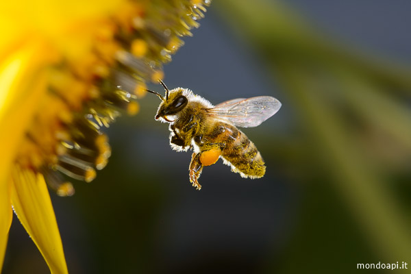 Ape in volo sul fiore del girasole