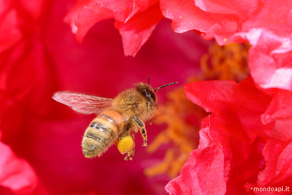 Ape in volo nel fiore di una peonia