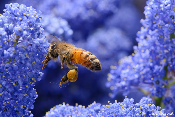 Ape in volo sui fiori del ceanoto