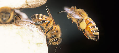A volo d'ape 