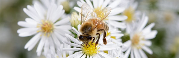 Il mondo delle api e la biodiversit&agrave; 