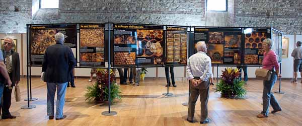 Esposizione della mostra in Dogana Veneta