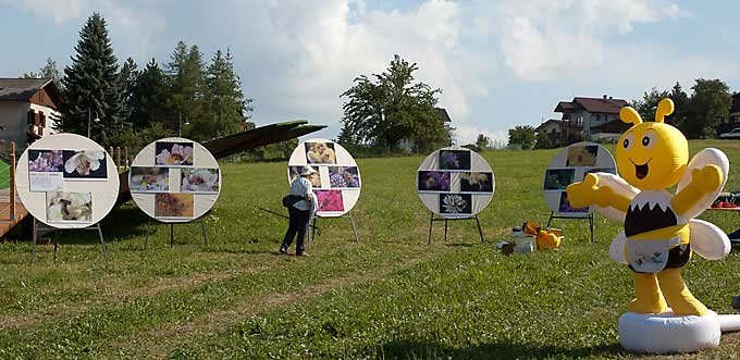 Le foto dei fiori esposte a Fai della Paganella