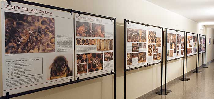 I pannelli sull'ape operaia esposti nel corridoio della sala convegni