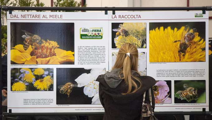 i pannelli della mostra "Dal nettare al miele"